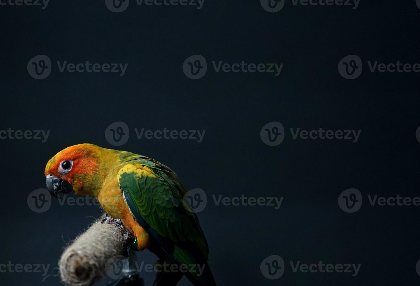 Sun conure parrot or bird Beautiful is aratinga  black background photo