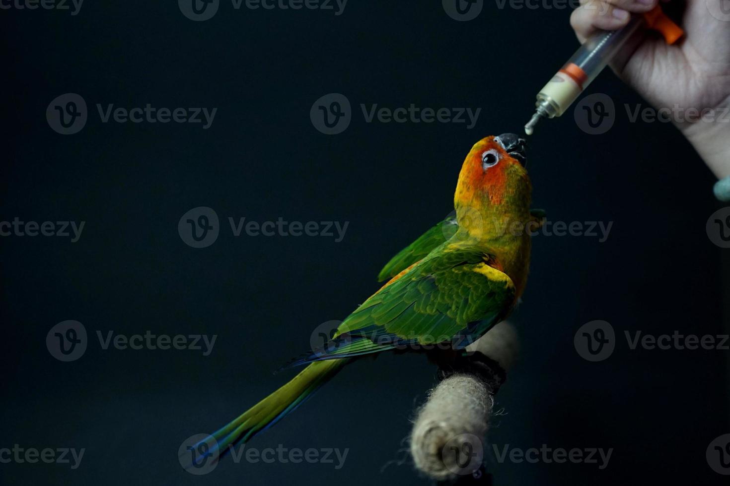 Sun conure parrot owner feeding baby food black background photo