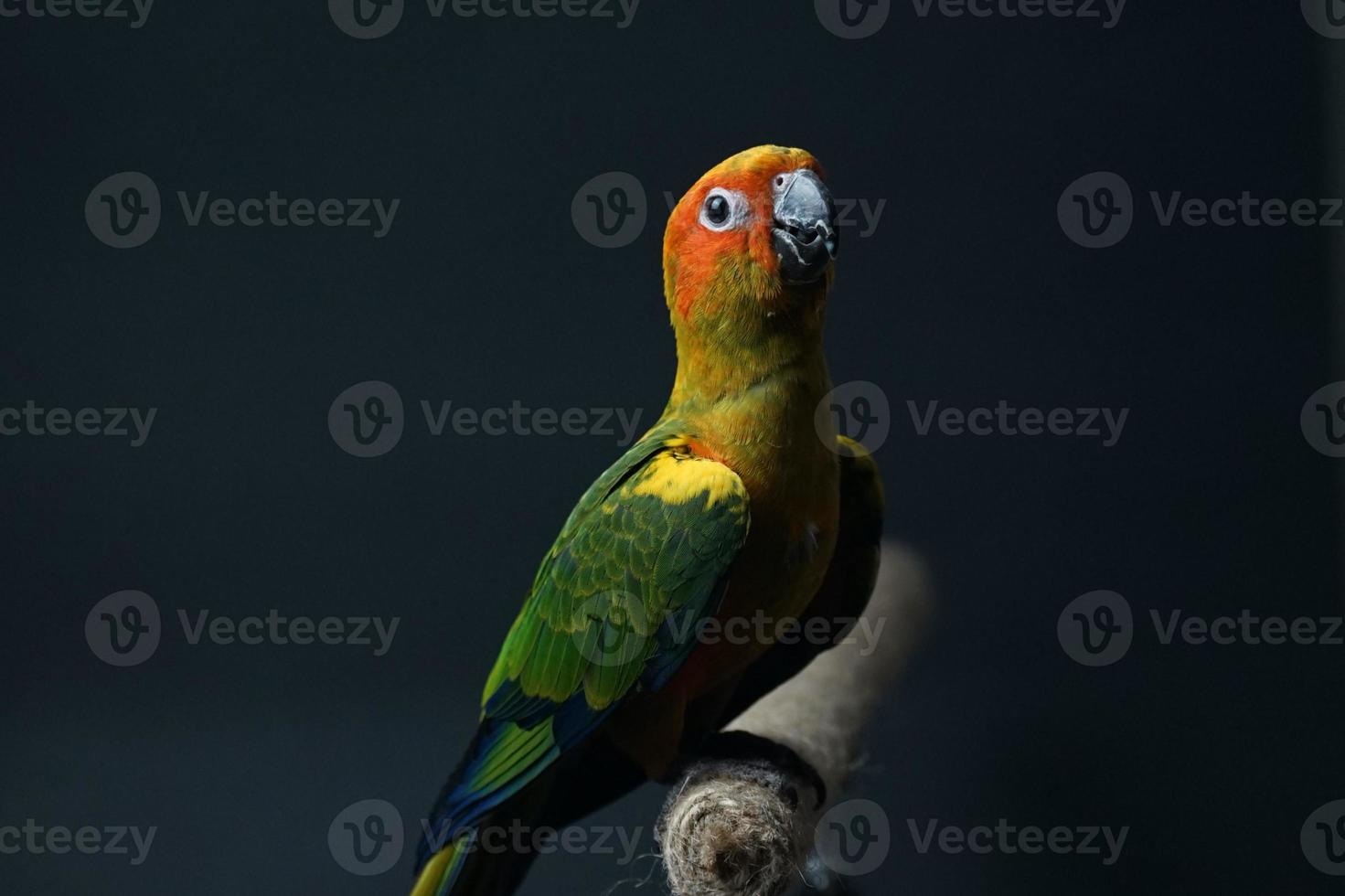 Sun conure parrot or bird Beautiful is aratinga  black background photo