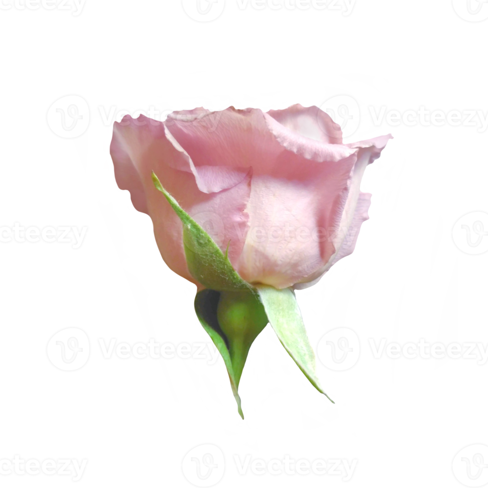 Free Purple rose flower cutout 21167935 PNG with Transparent Background