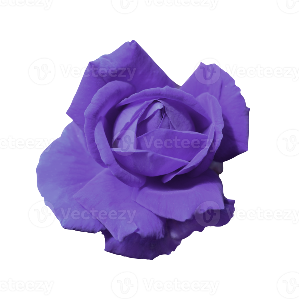 violet des roses fleur élément4 png