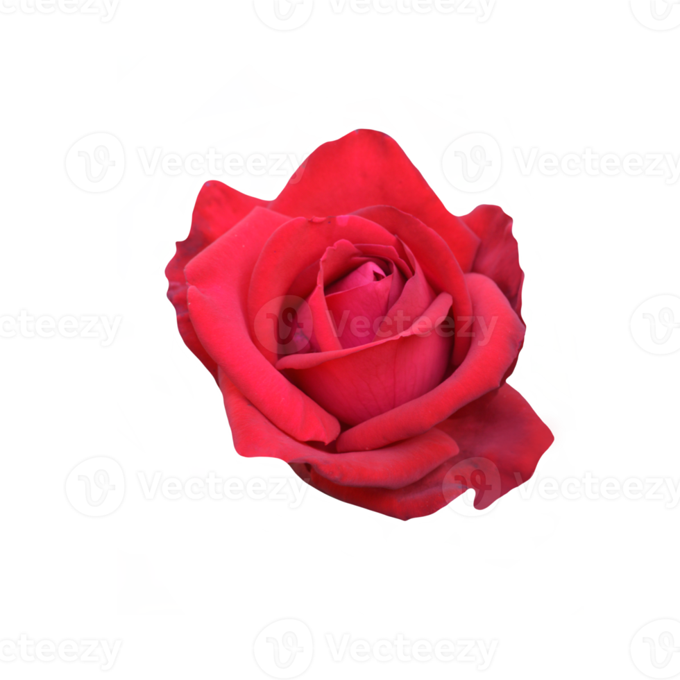 Free Red rose flower cutout 21167938 PNG with Transparent Background