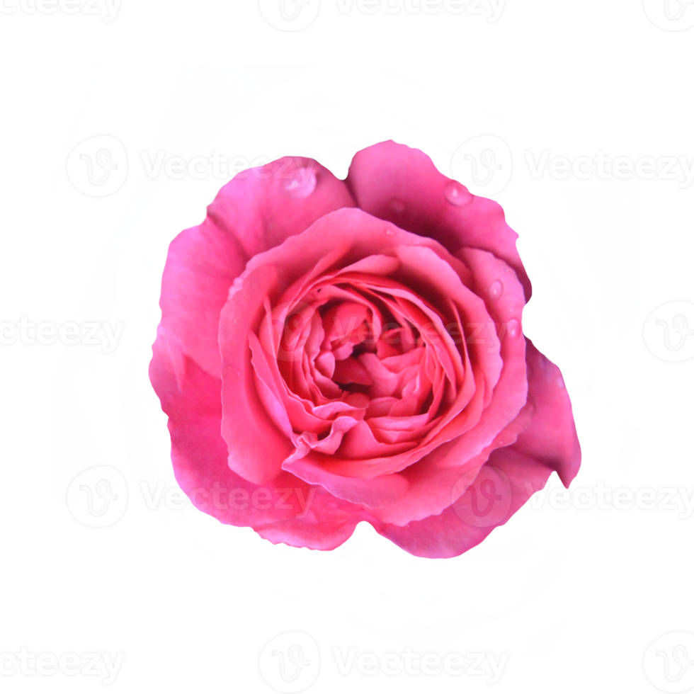 Pink rose cutout 21167941 PNG