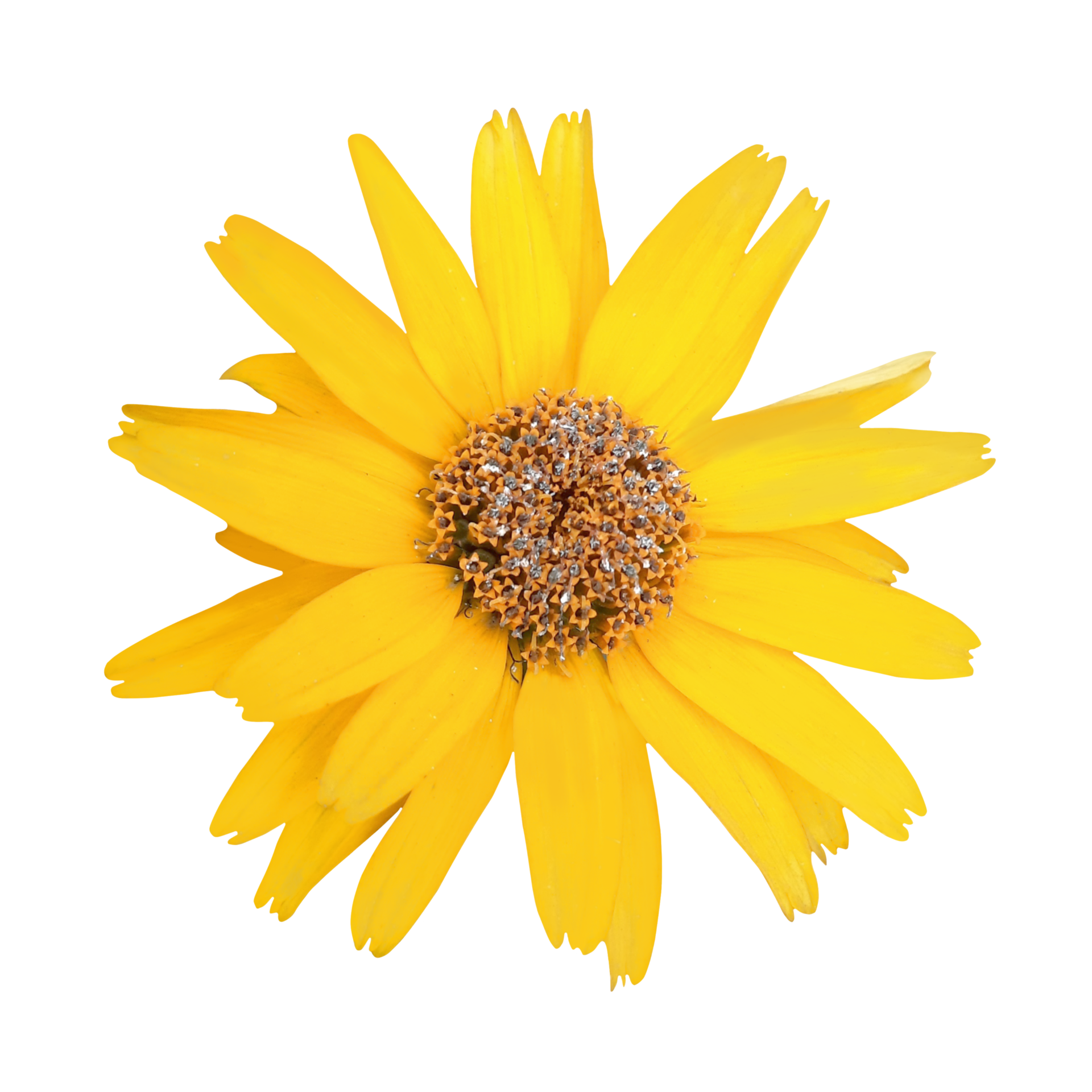 Yellow flower png 21167946 PNG