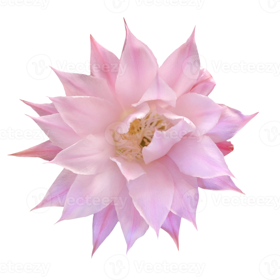pink cactus flower cut out png