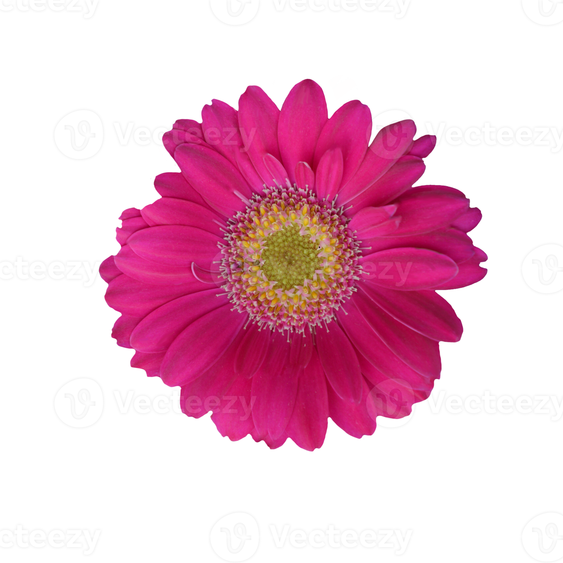 pink gerbera flower 21167953 PNG