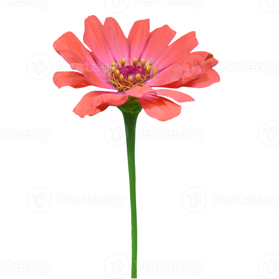 Zinnia flower cut out transparent png