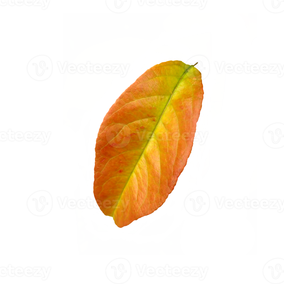 autunm leaf transparent png