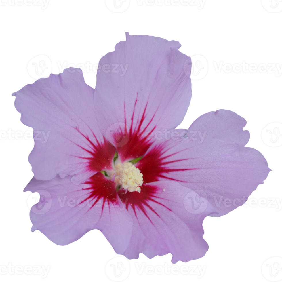 purple hibicus flower png