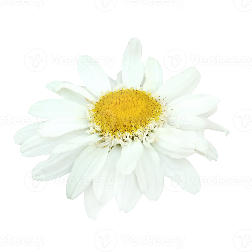 white daisy flower 21167973 PNG