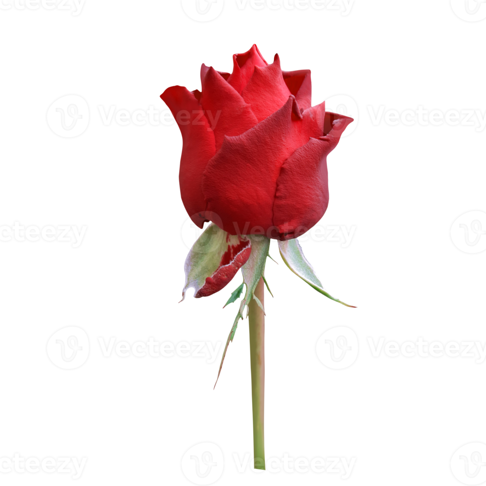Red rose flower cutout png