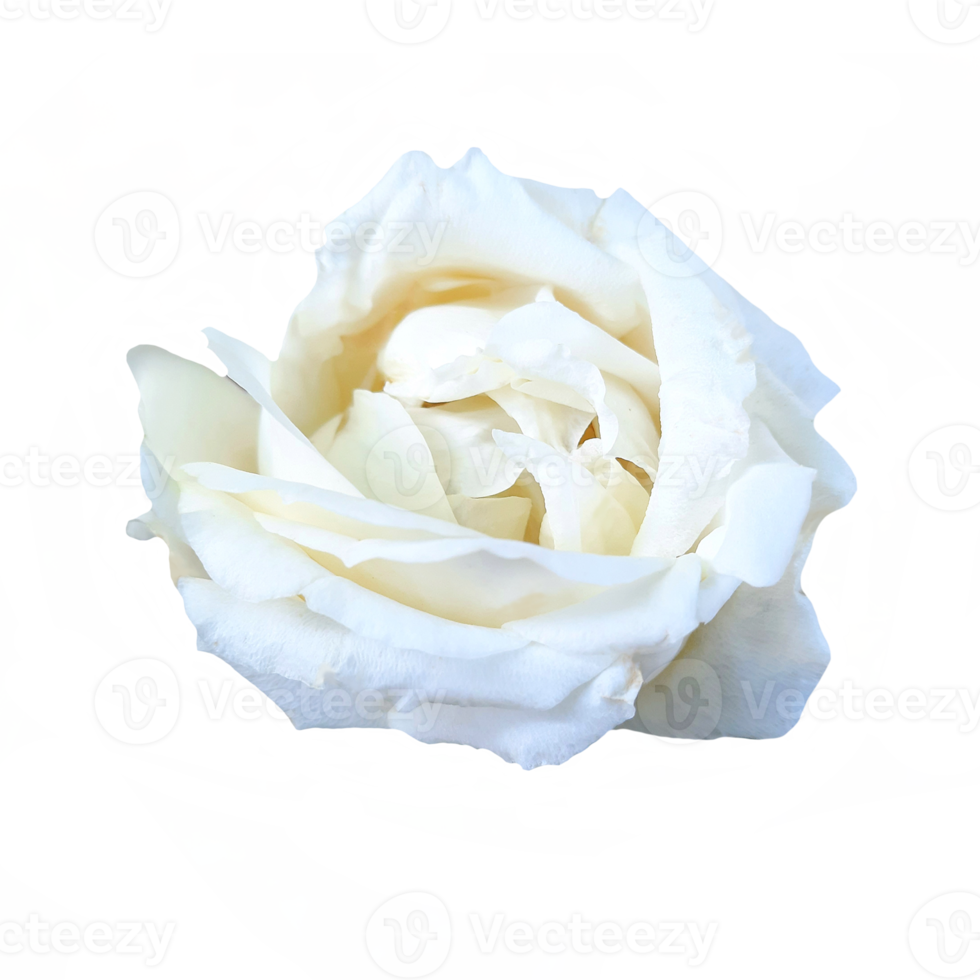 blanco Rosa flor transparente antecedentes png