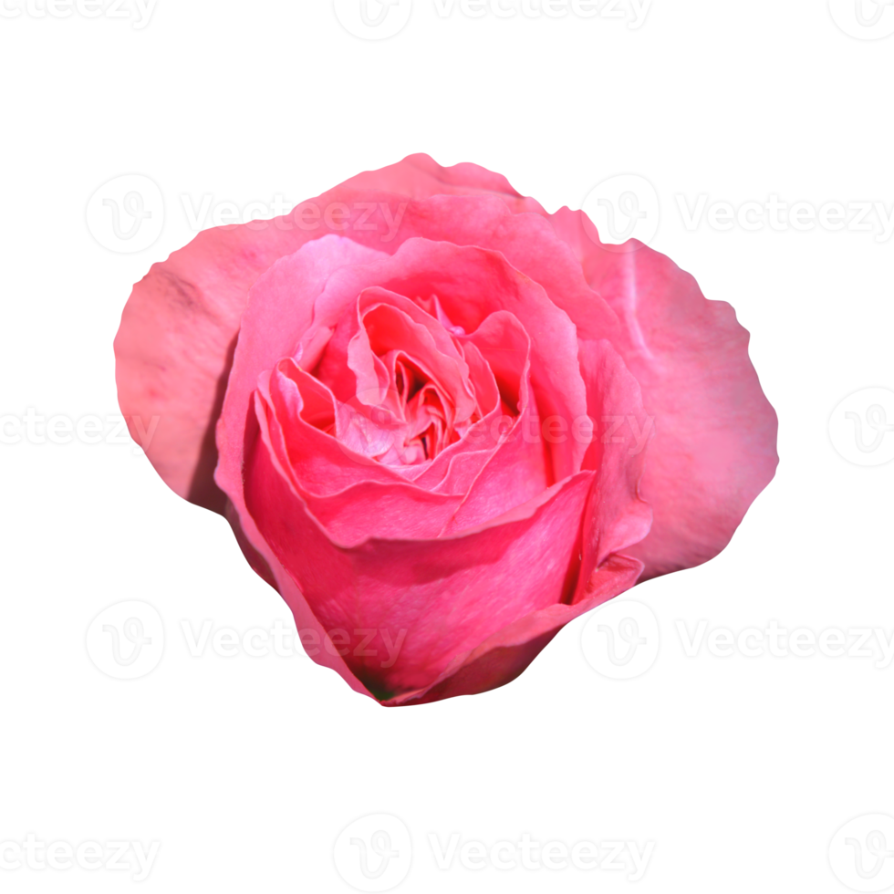 rosa rosa fiore trasparente png