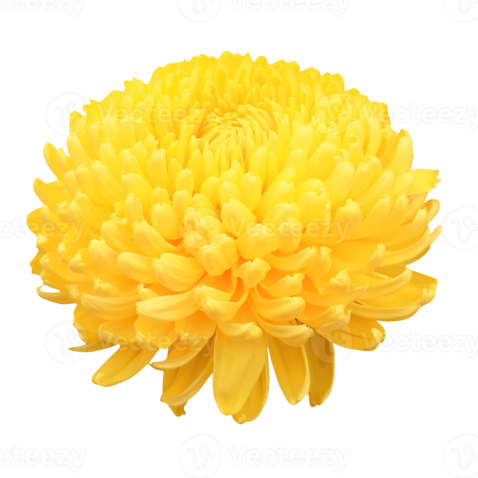 yellow dahlia flower png