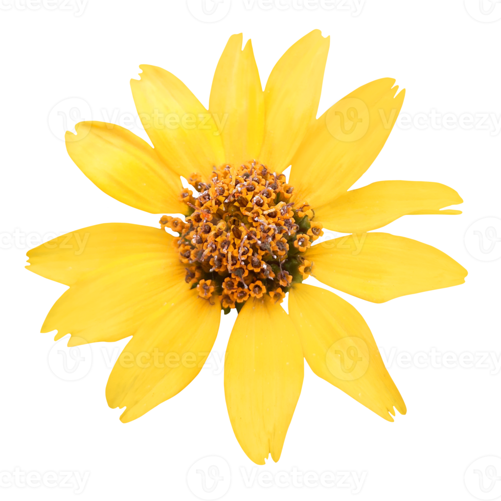 Yellow flower png 21168163 PNG