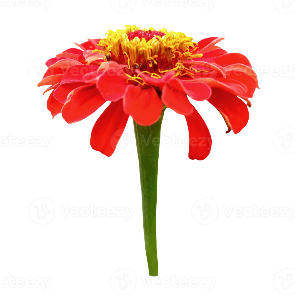 zinnia blomma skära ut transparent png