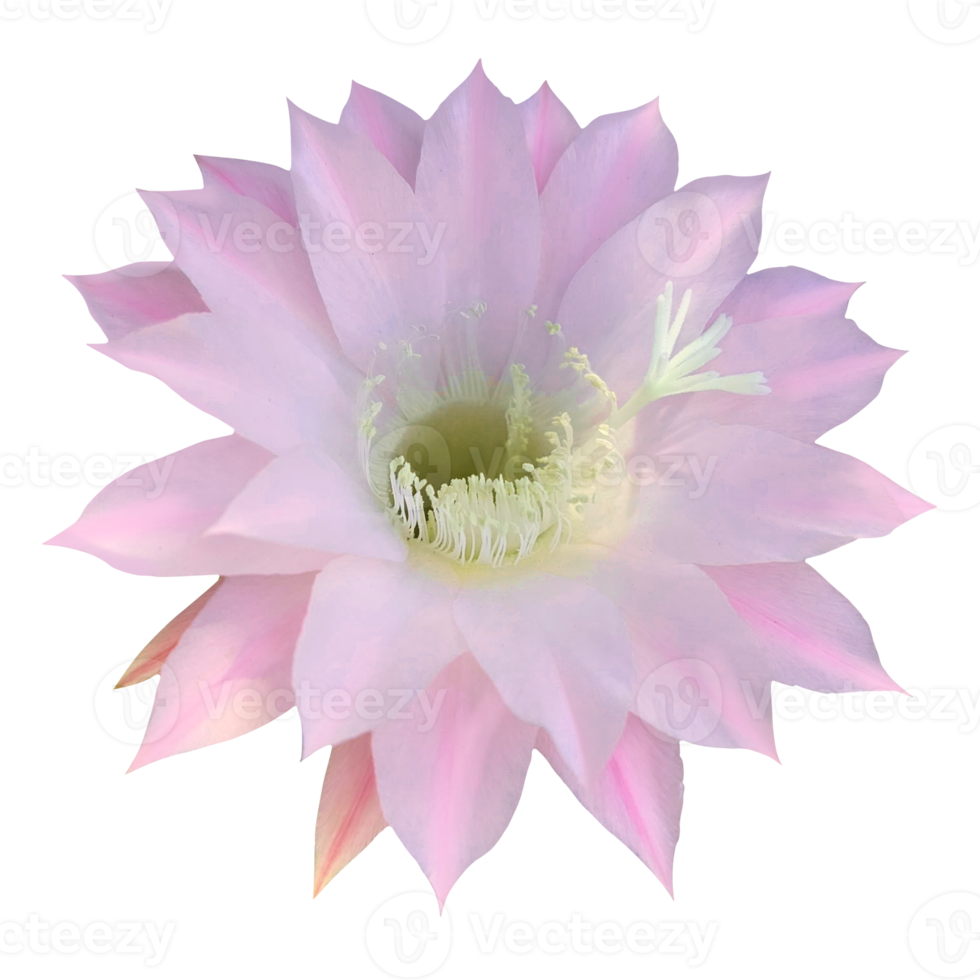 pink cactus flower cut out png