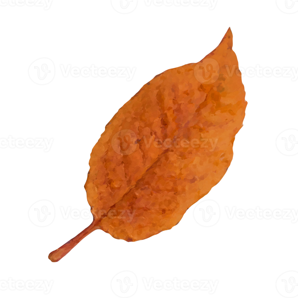 autunm feuille transparent png