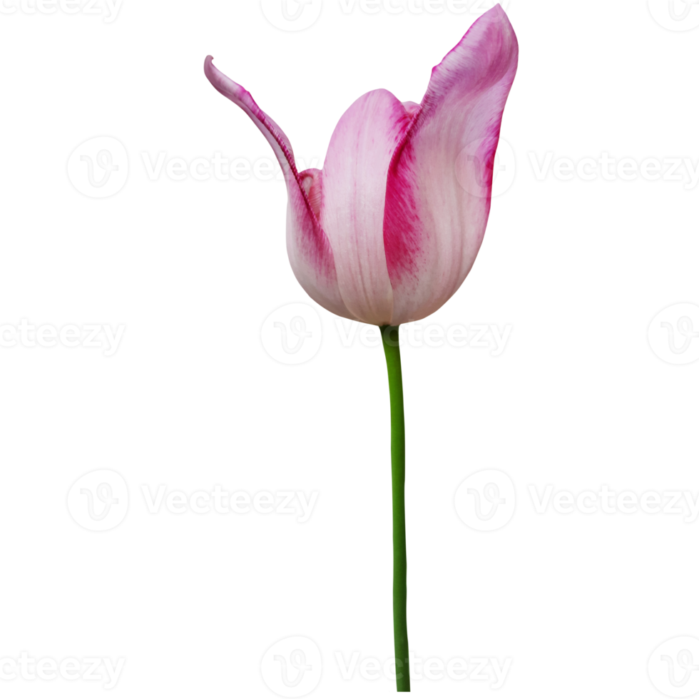 roze tulp besnoeiing uit png
