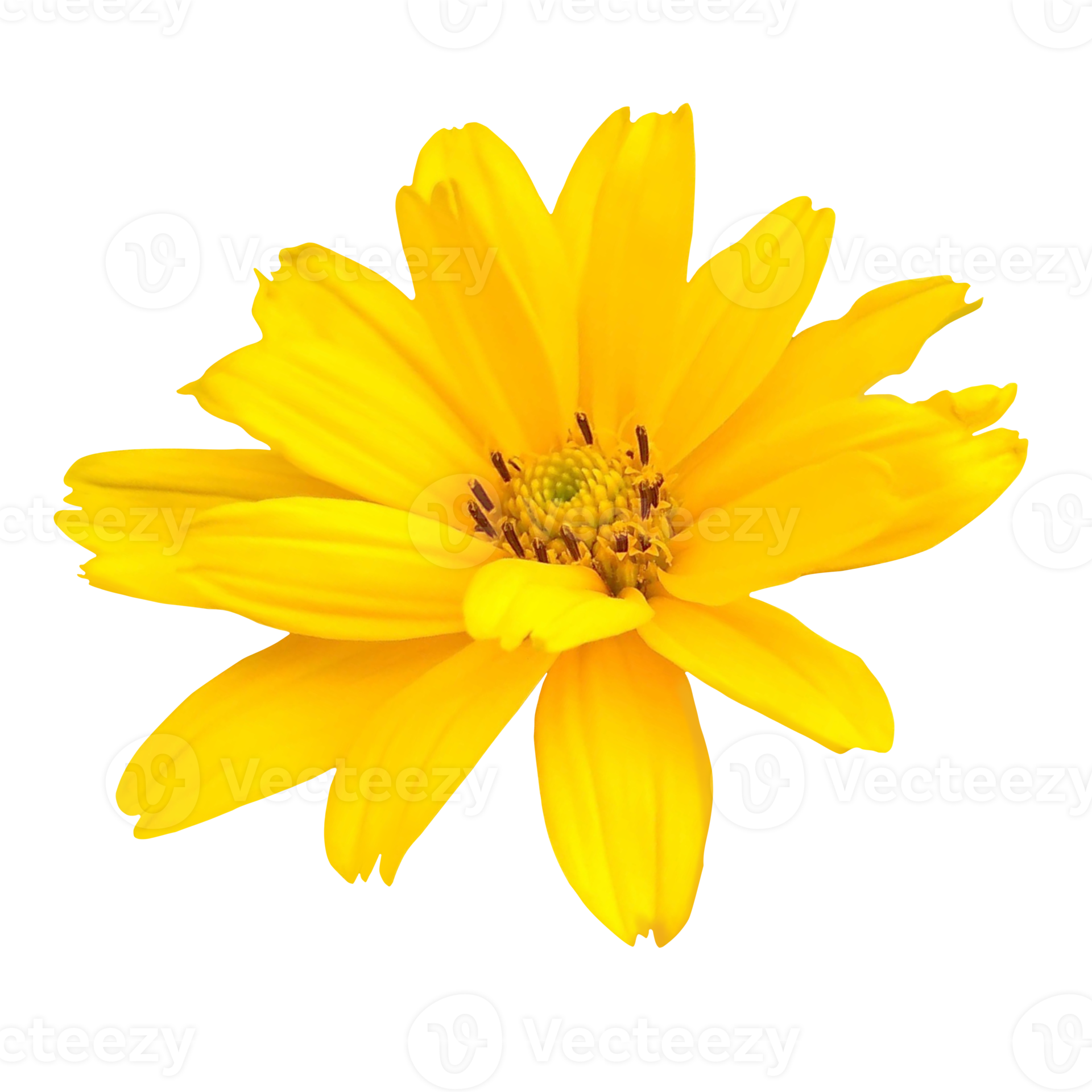 yellow gerbera flower cut out 21168393 PNG yellow gerbera flower cut out 21168393 PNG