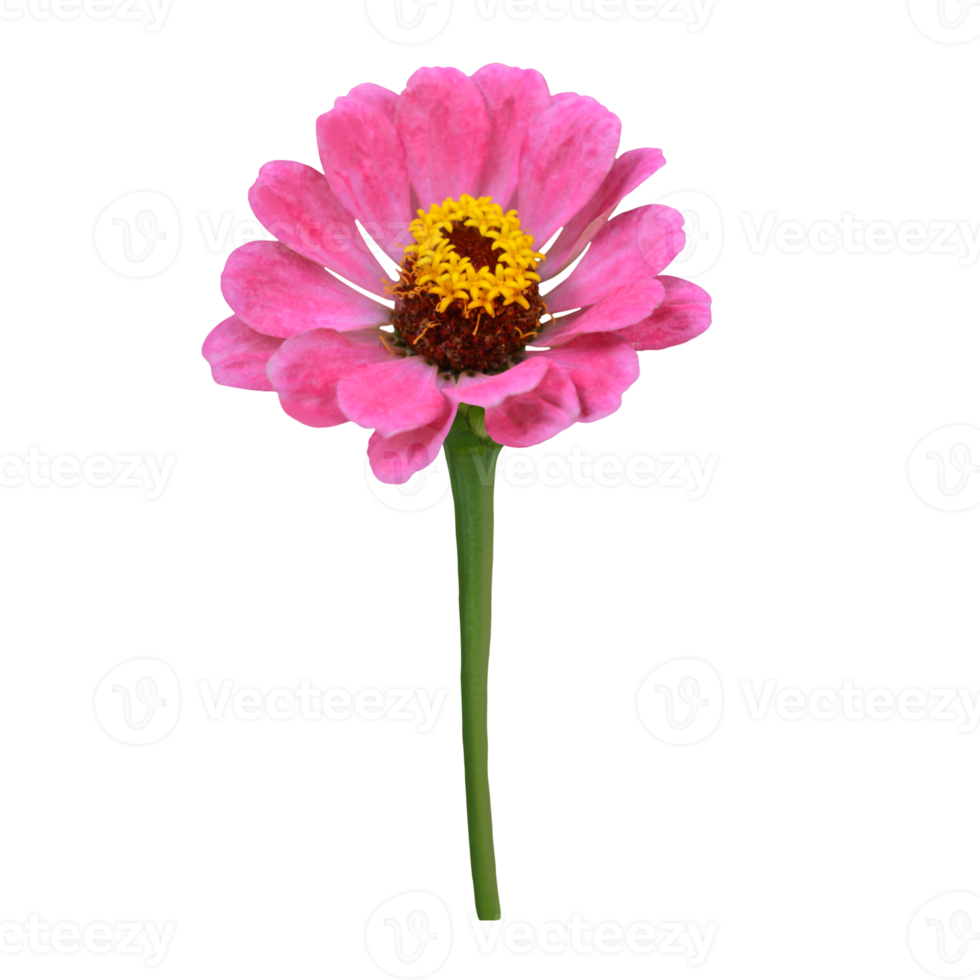 Zinnia flower cut out transparent png