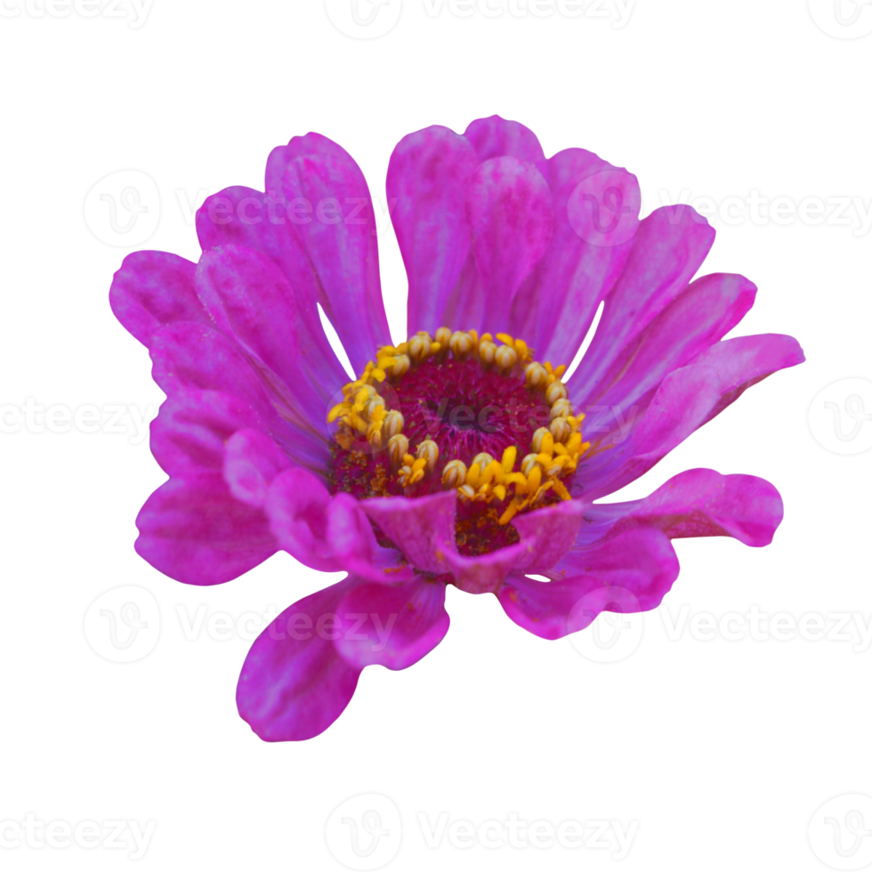 zinnia blomma transparent png