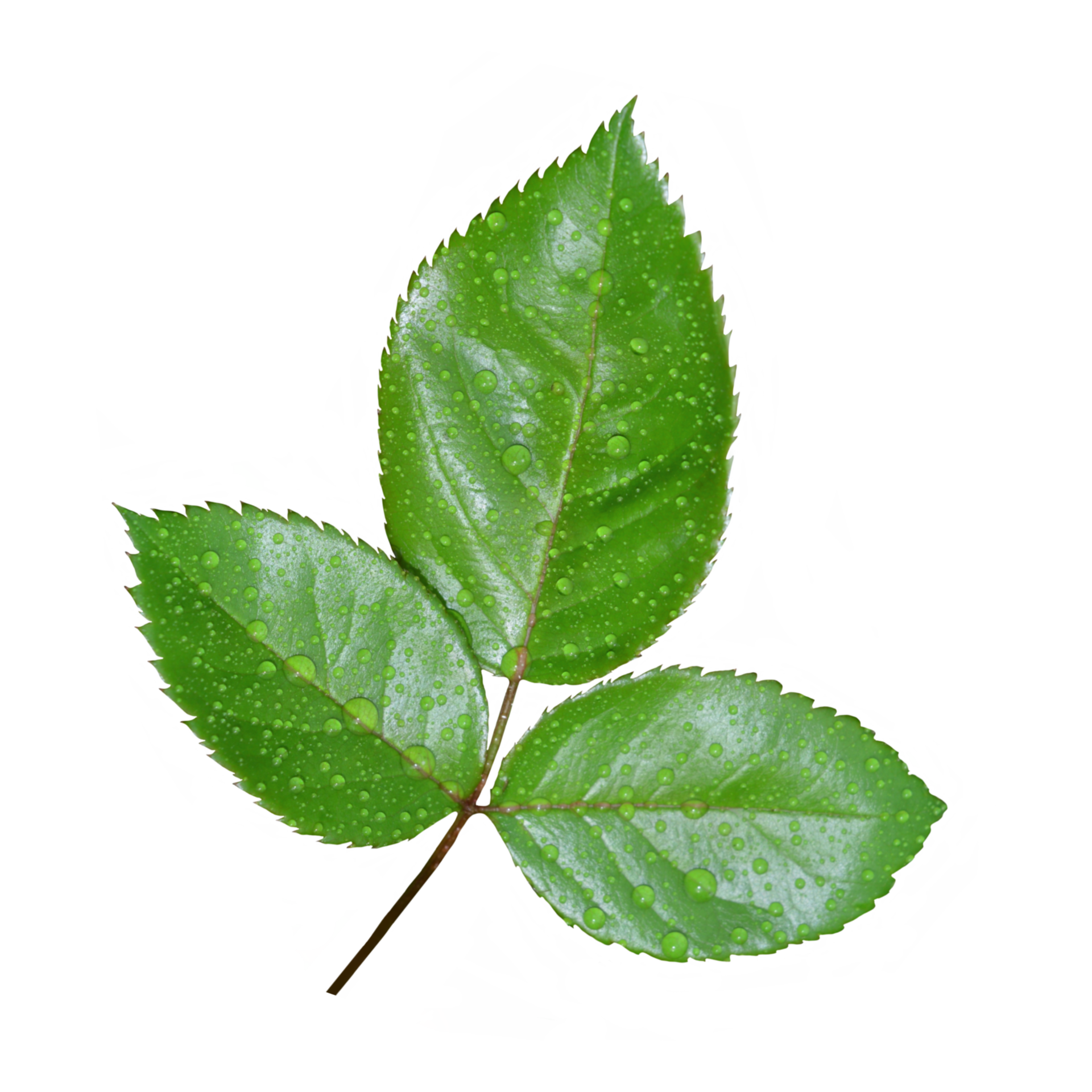 Rose Leaves Transparent 21168415 PNG