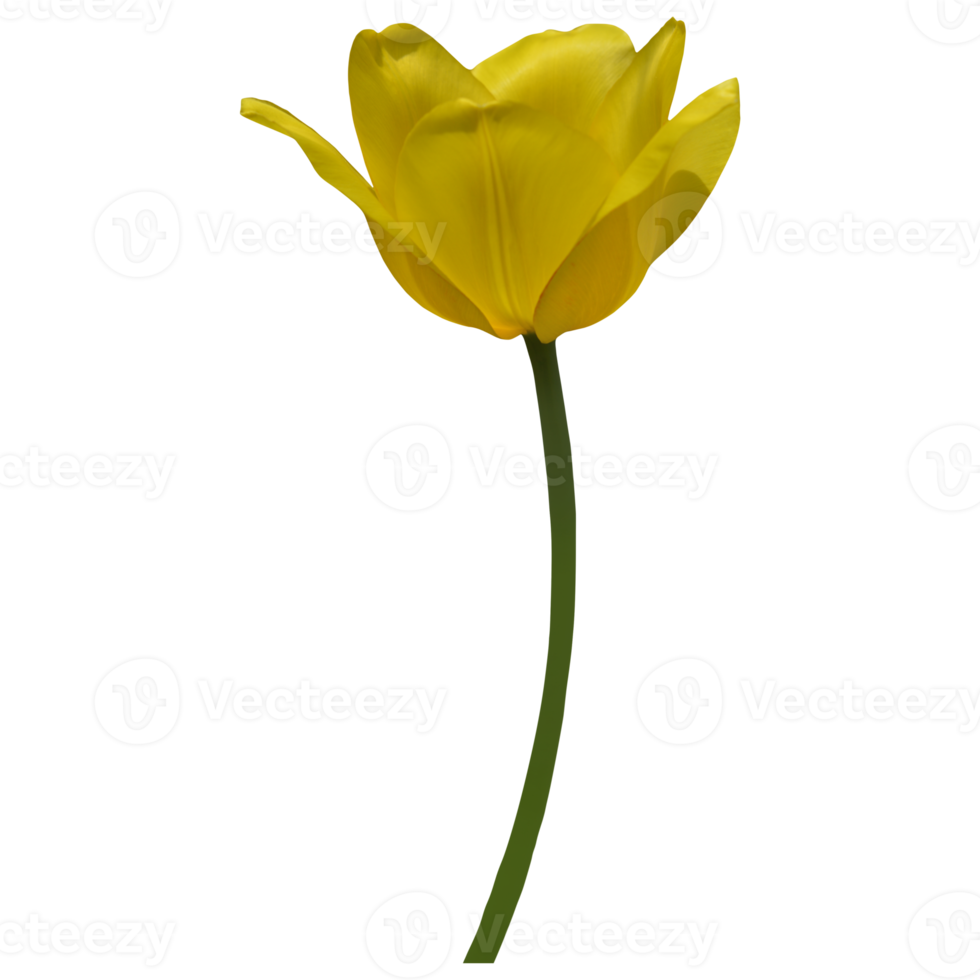 yellow tulip cut out png