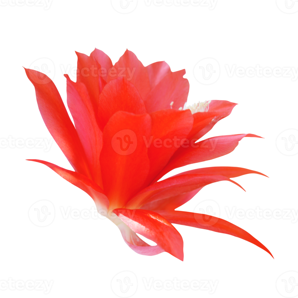 Kaktus Blume ausgeschnitten png