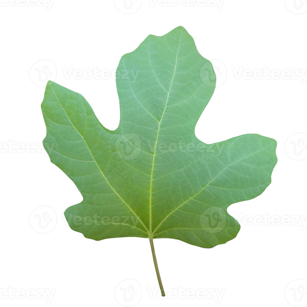 Fig leaf cut out png