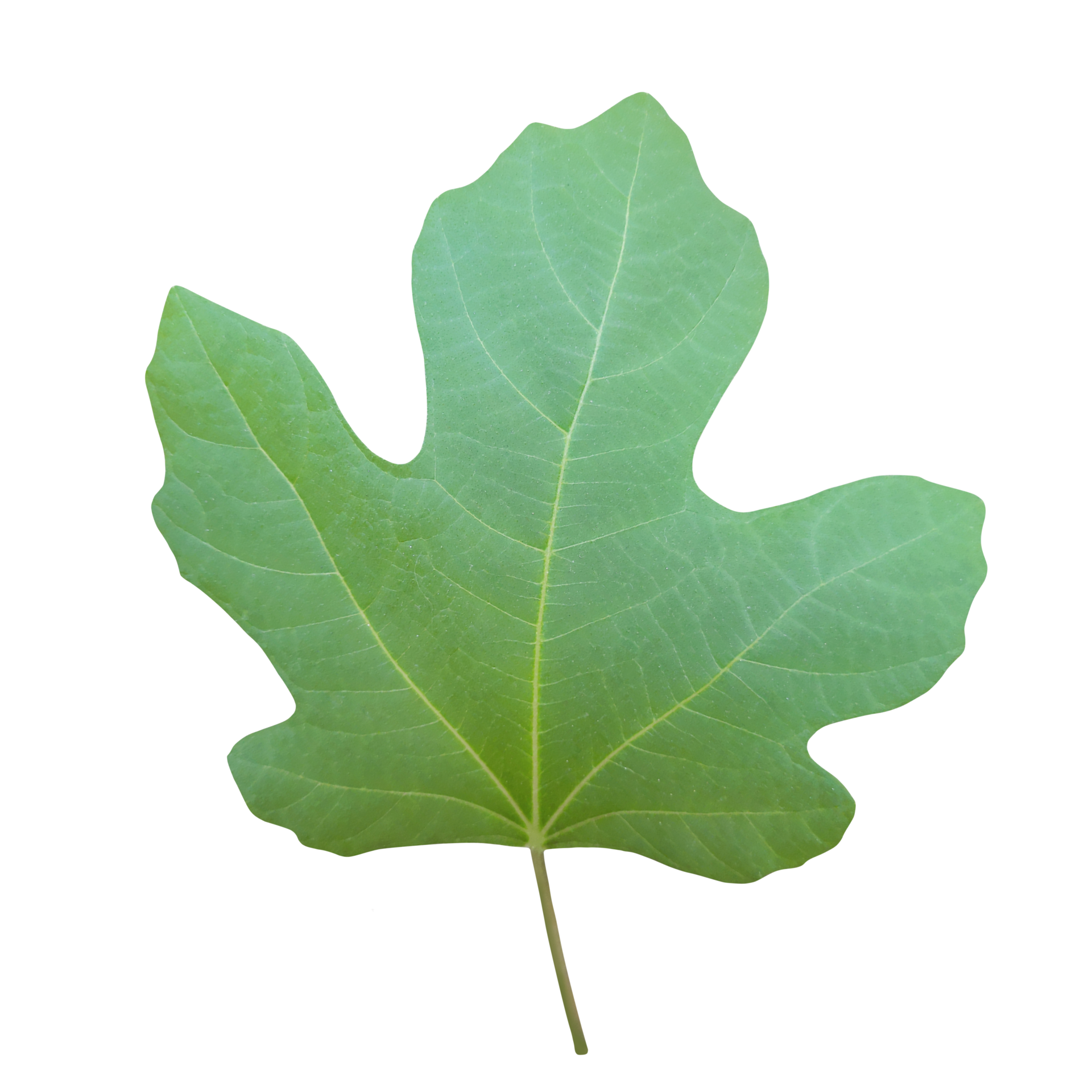 fig-leaf-cut-out-21168432-png