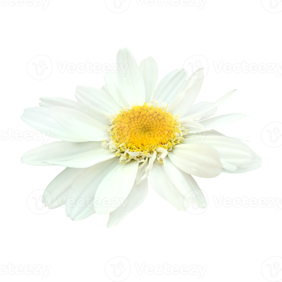white daisy flower png
