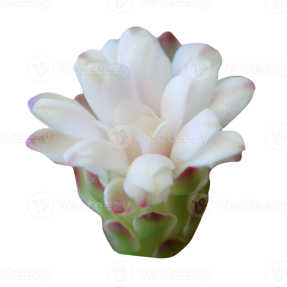 cactus flower cutout png