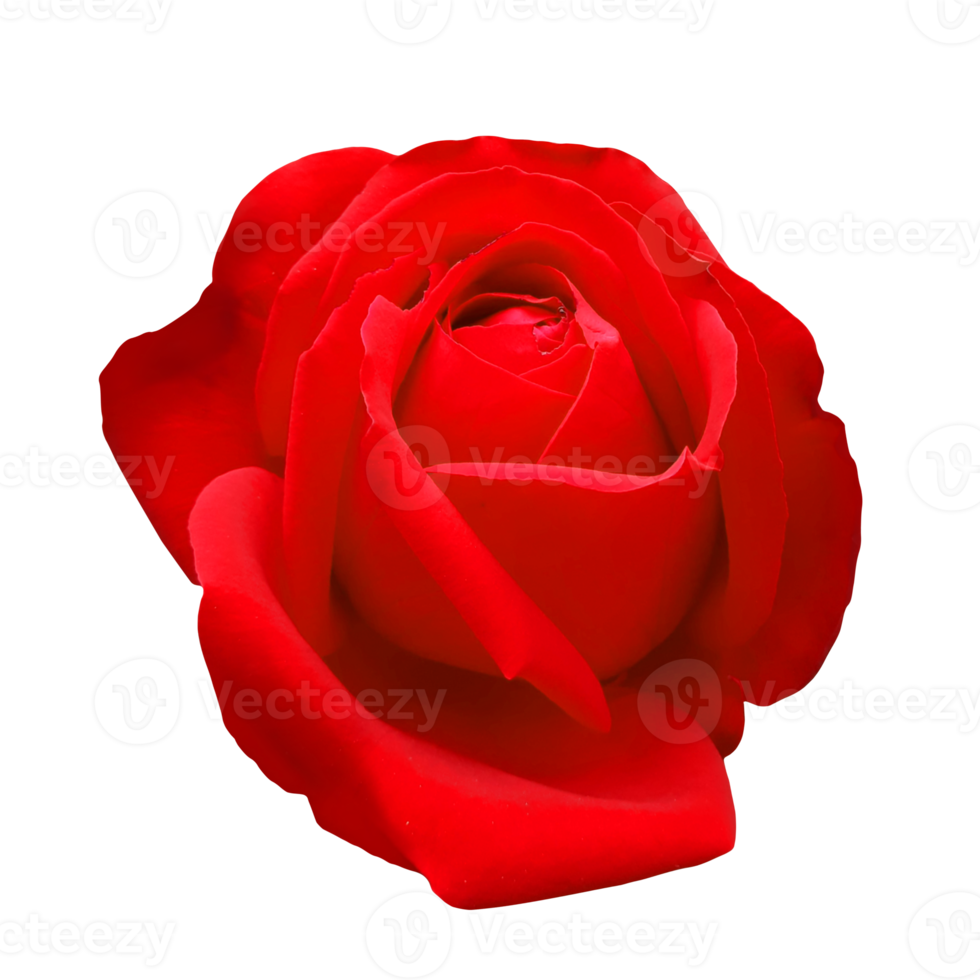 Red rose flower cutout png