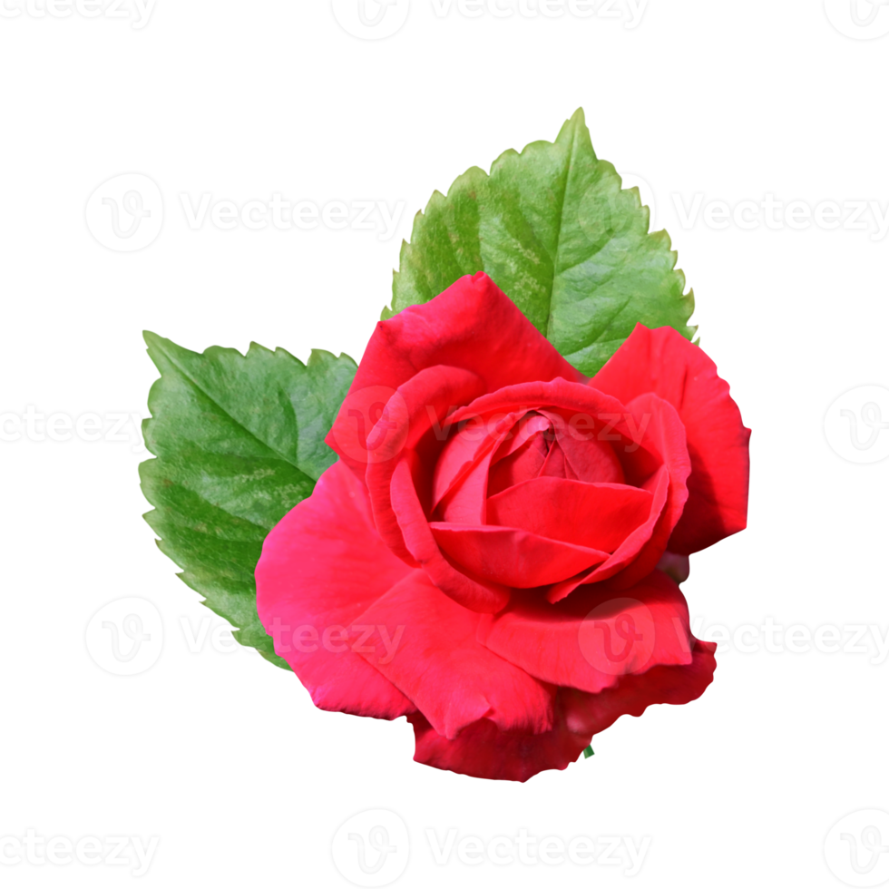 red rose bouquet flower png