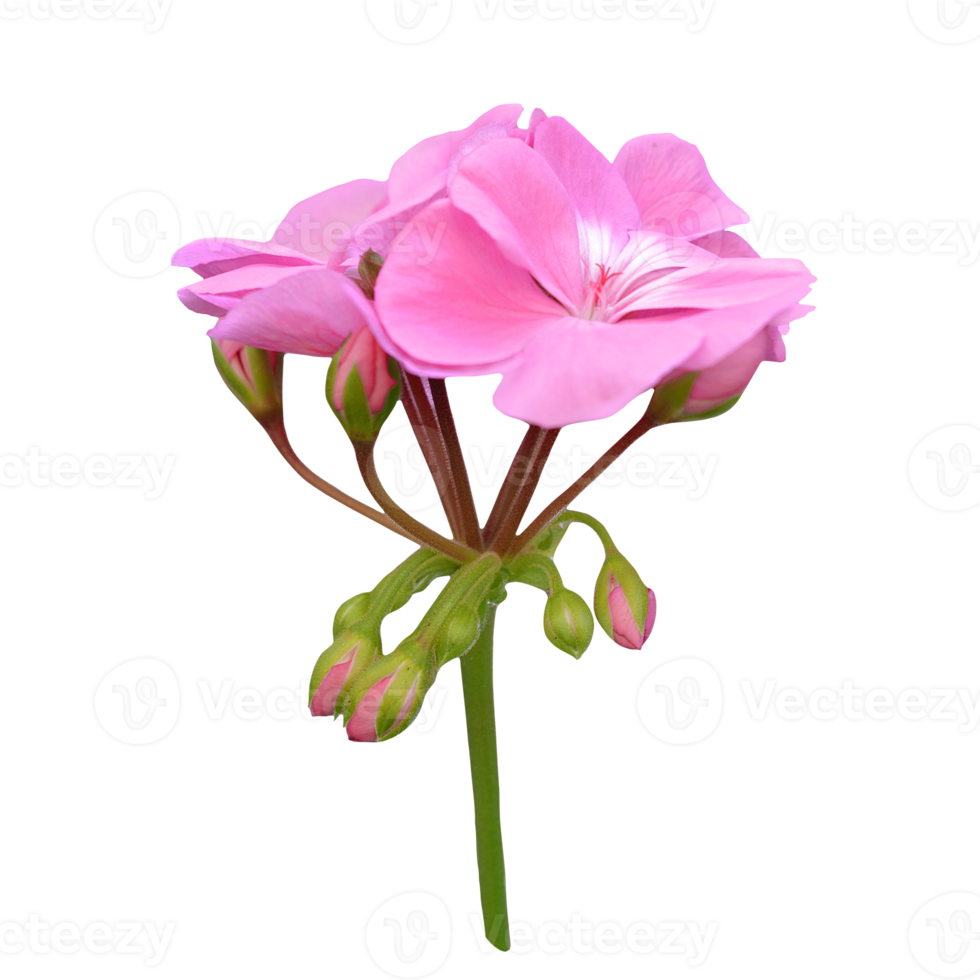 pink geranium flower cut out png