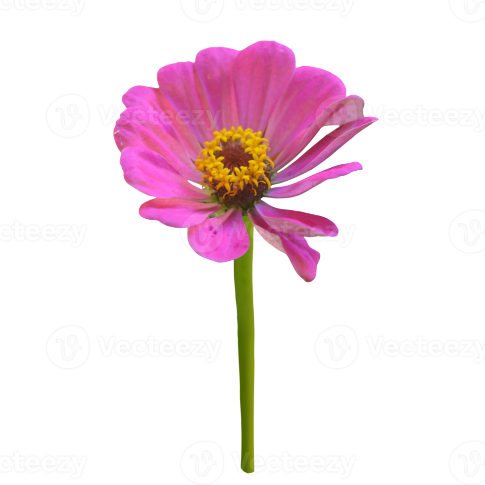 Zinnia flower cut out transparent png