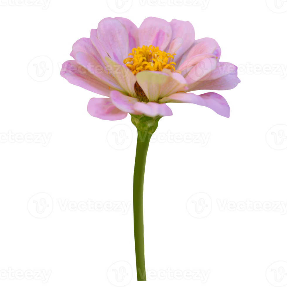 Zinnia flower cut out transparent png