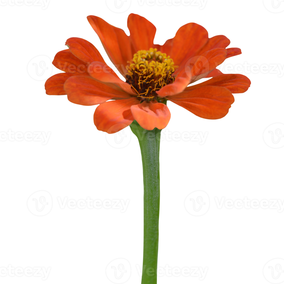 Zinnia flower transparent png