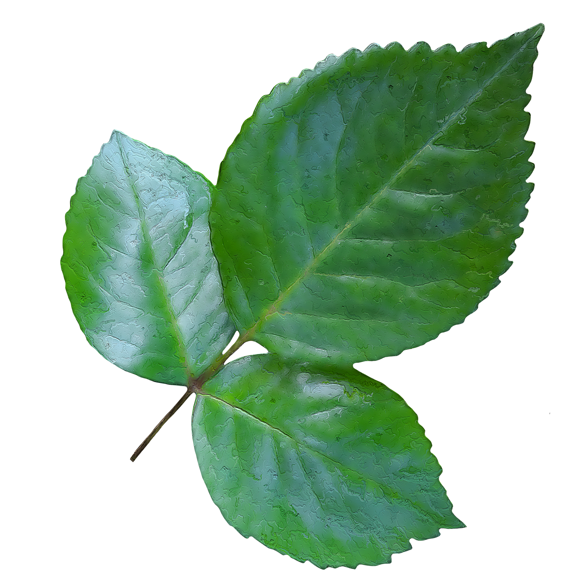 rose leaves transparent 21168875 PNG