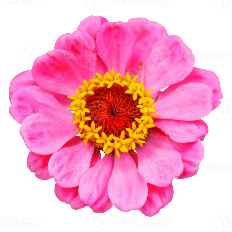 rosa zinnia blomma Skära ut png