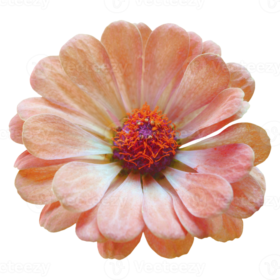 orange zinnia blomma Skära ut png