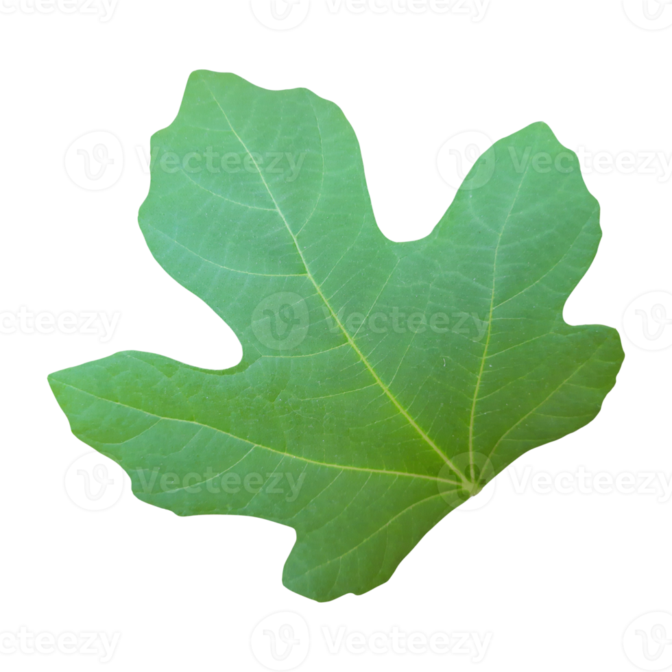 Fig leaf cut out 21168573 PNG