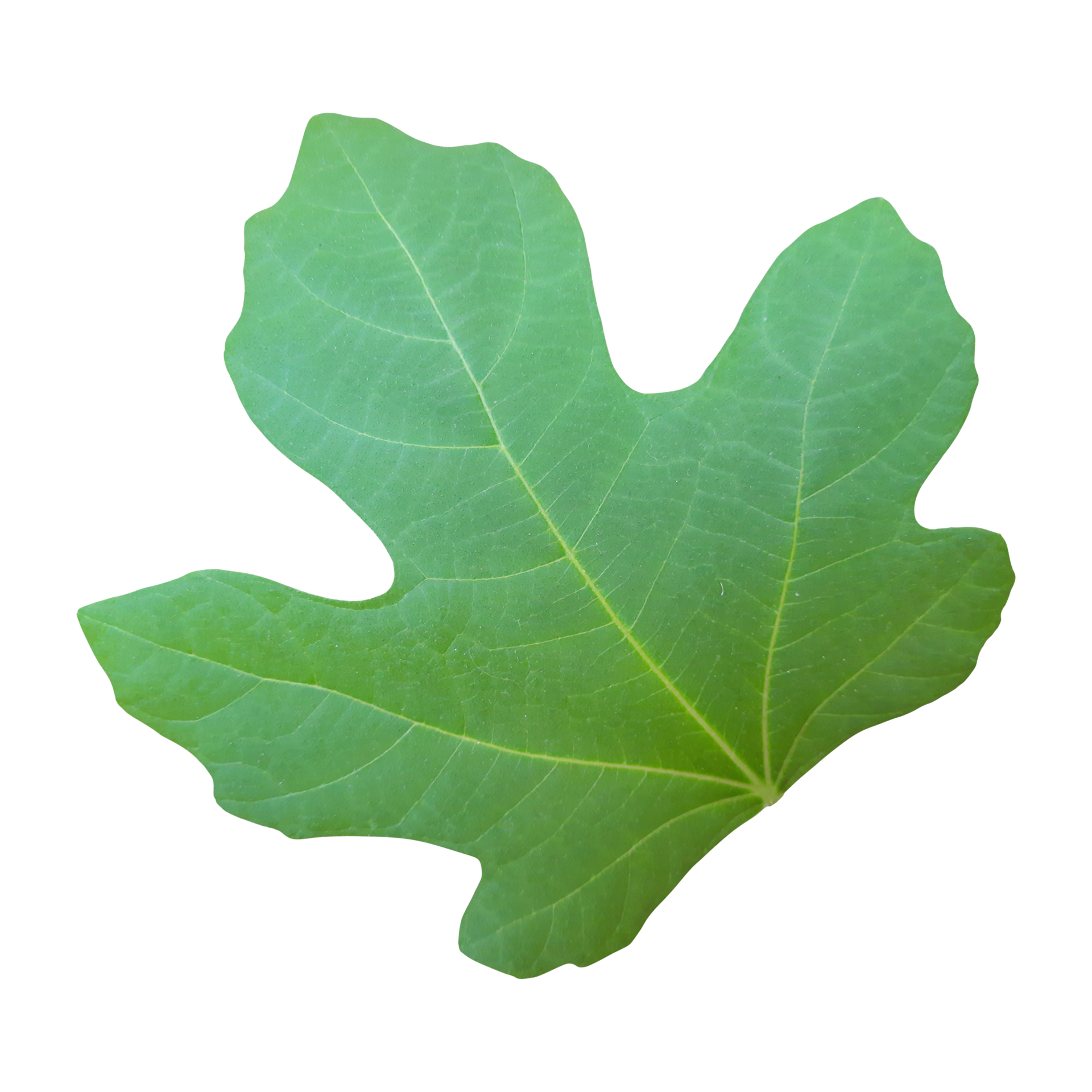 fig-leaf-cut-out-21168573-png