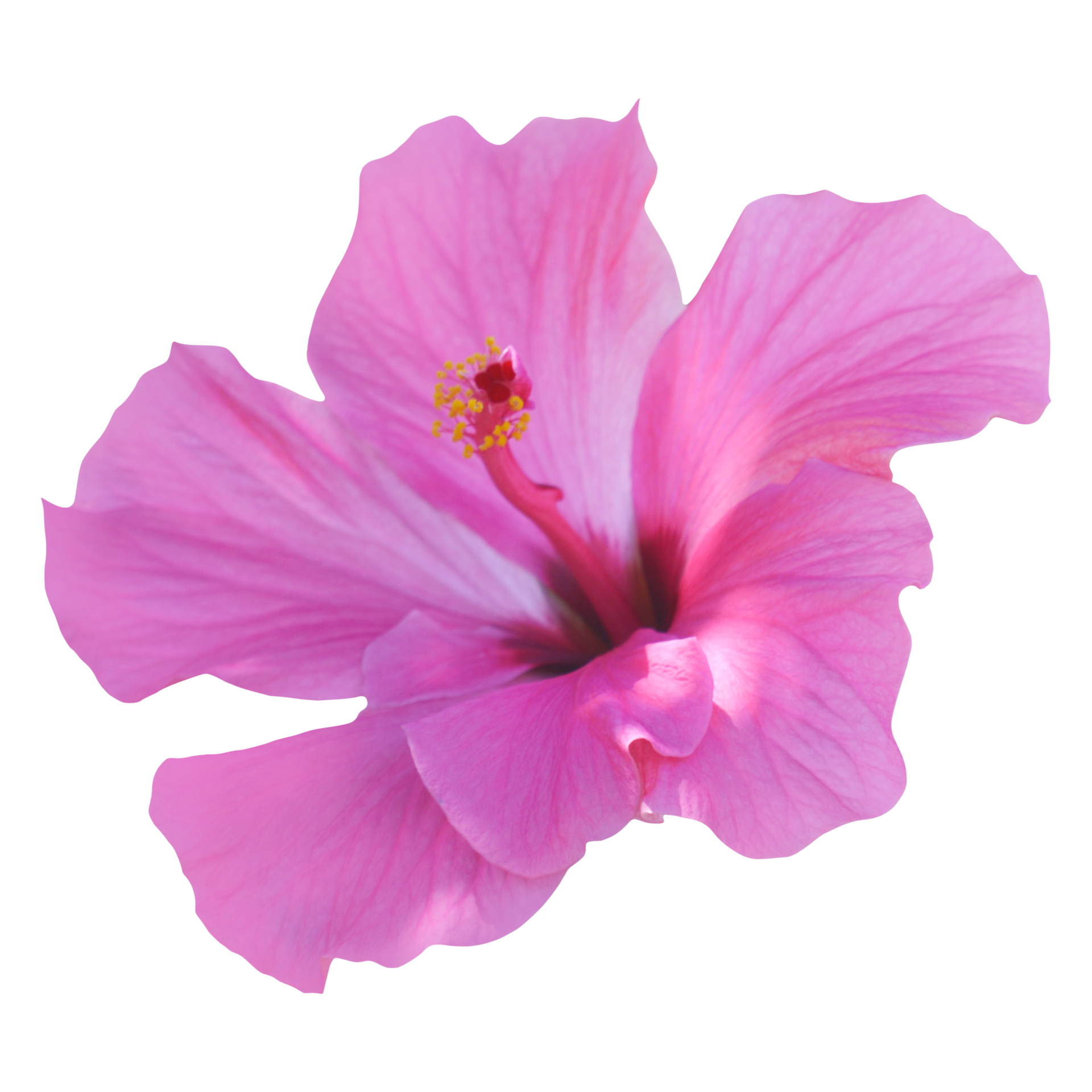 Pink hibicus flower png 21168574 PNG