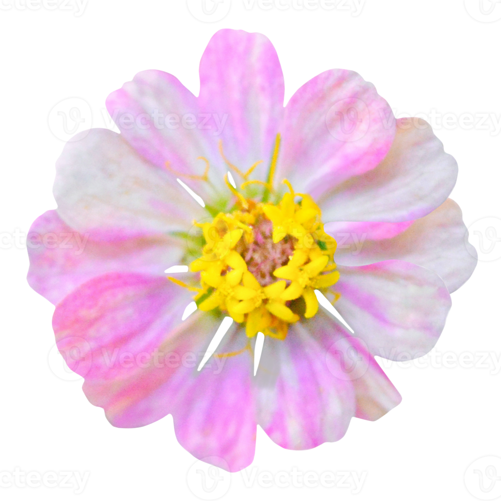 rosa zinnia blomma Skära ut png