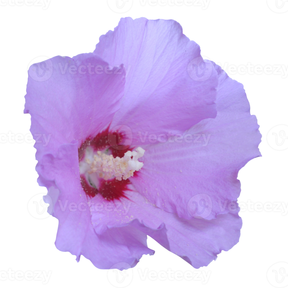 purple hibicus flower png