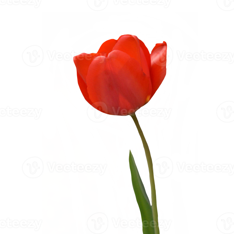 tulip flower transparent background png