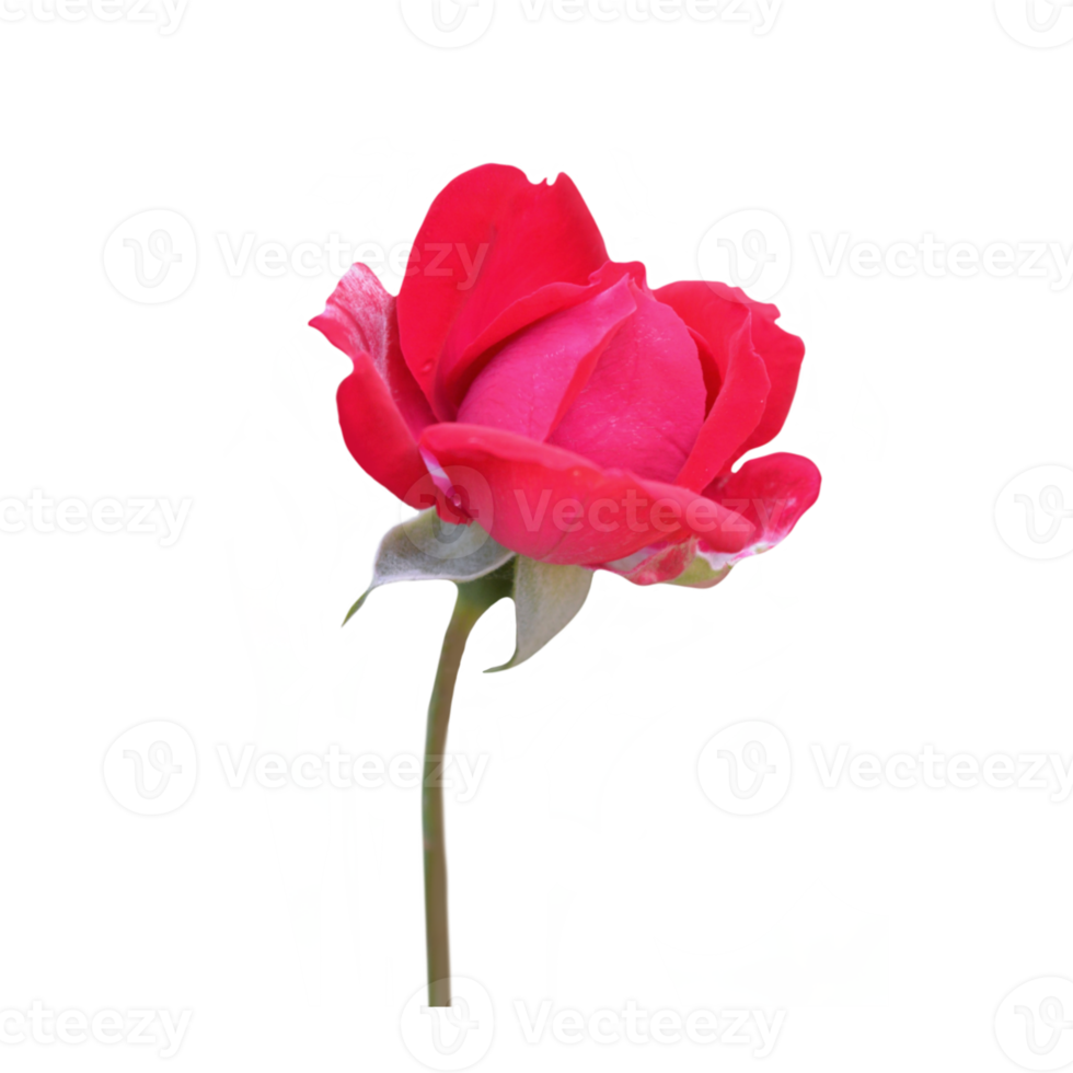 Red rose flower cutout png