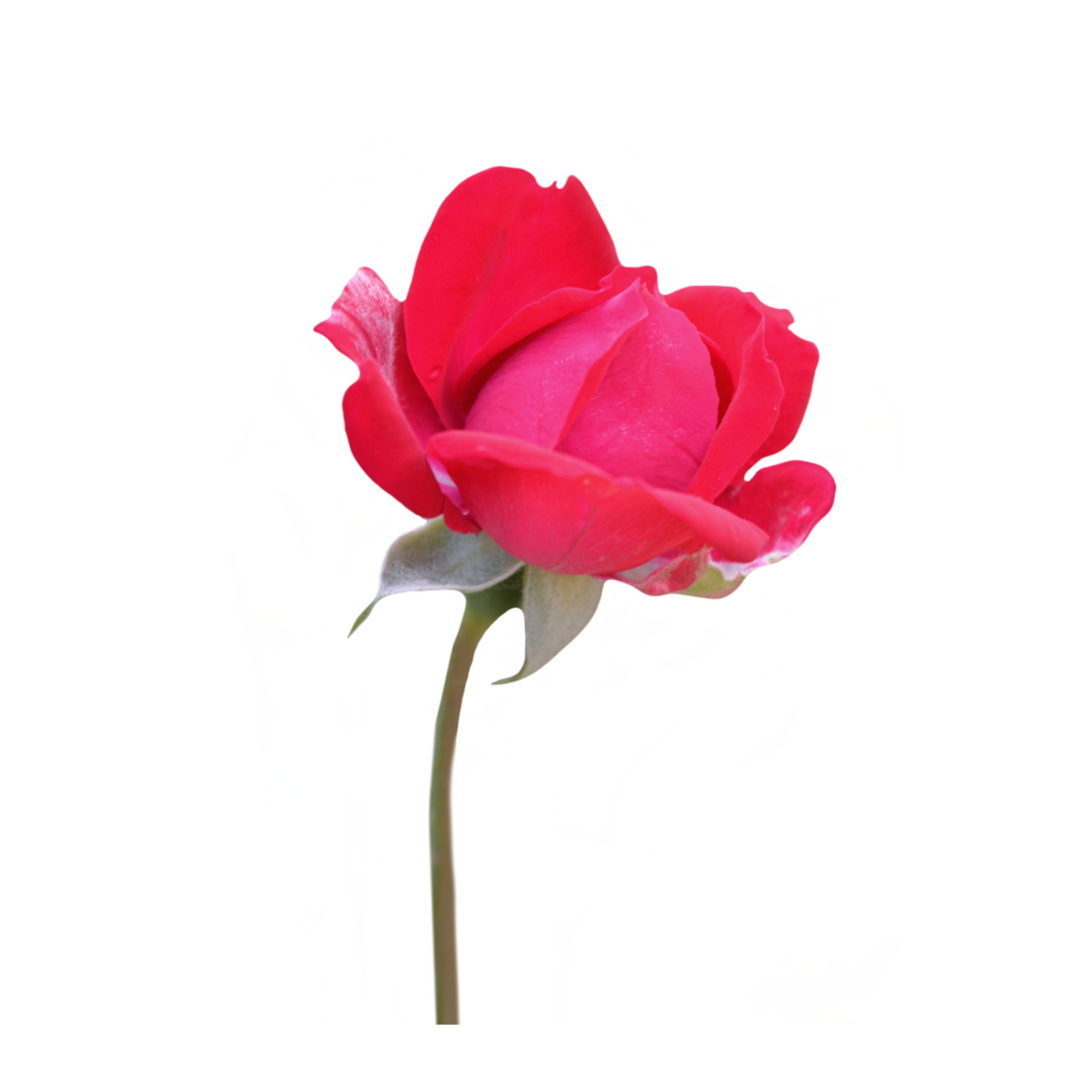Red rose flower cutout 21168716 PNG